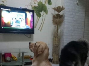寵物安樂窩 上海浦東家庭寄養(yǎng)，完美寵物公寓價格優(yōu)惠服務升級